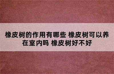 橡皮树的作用有哪些 橡皮树可以养在室内吗 橡皮树好不好